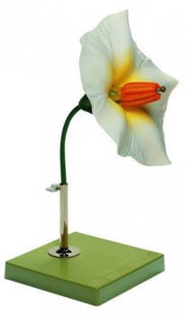 Kartoffelblüte (BoS 15/9)