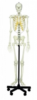 Künstliches Homo-Skelett, männlich (QS 10/E)