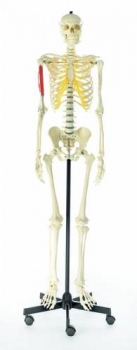 Künstliches Homo-Skelett, männlich (QS 10/2)