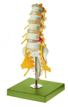 Lendenwirbelsäule (QS 66)