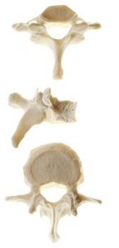 Wirbel (Vertebra) (QS 17)