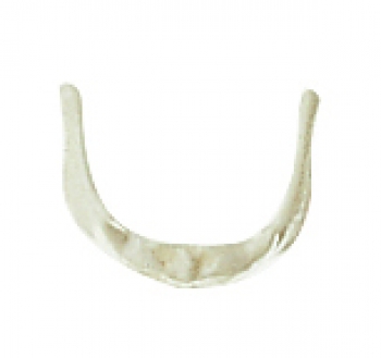 Zungenbein (Os hyoideum) (QS 17/3)