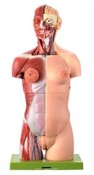 Weiblicher Torso mit Kopf (AS 50/1)