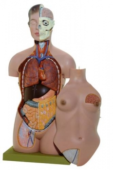 Weiblicher Torso mit Kopf (AS 40)
