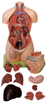 Weiblicher Torso ohne Kopf (AS 44)