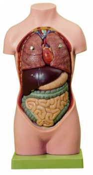 Jünglingskleintorso ohne Kopf (AS 20)