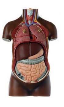 Jünglingskleintorso ohne Kopf (AS 20/4B)