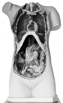 Weiblicher Torso ohne Kopf (A 38)