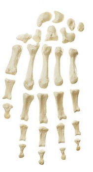 Handknochen (QS 19/20)