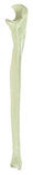 Elle (Ulna) (QS 19/8)