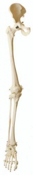 Beinskelett mit halbem Becken (QS 13)
