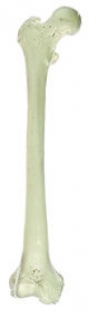 Oberschenkelknochen (Femur) (QS 19/1)
