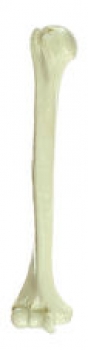 Oberarmknochen (Humerus) (QS 19/2)