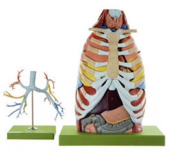Anatomie des Brustkorbes (HS 21)