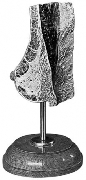 Weibliche Brust (M 6)