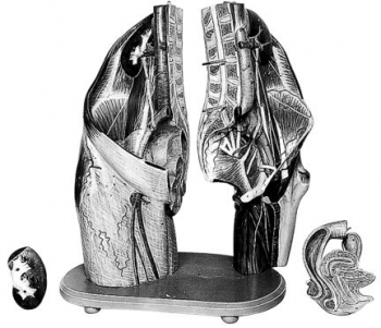 Weibliches Becken mit Lendengegend (M 17)