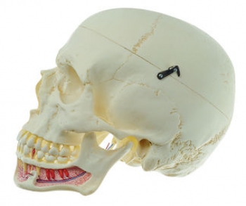 Künstlicher Homo-Schädel (QS 2)