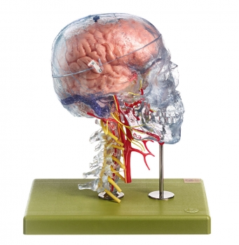Neuroanatomie-Kopfmodell (QS 65/7)