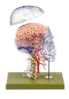 Neuroanatomie-Kopfmodell (QS 65/7)