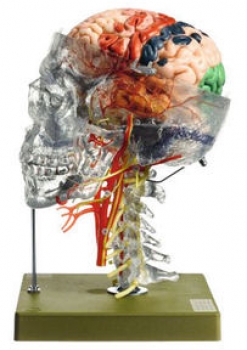 Neuroanatomie-Kopfmodell (QS 65/7)