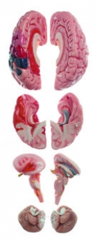 Neuroanatomie-Kopfmodell (QS 65/7)