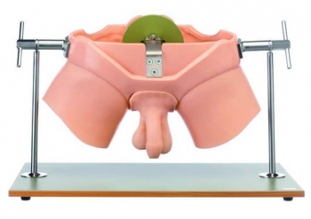 CLA-Urologisches Übungsphantom (TS 6)