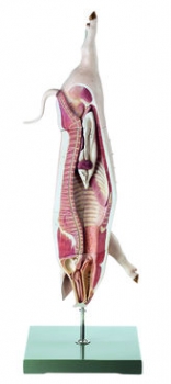 Schlachtkörpermodell vom Schwein (50/5)