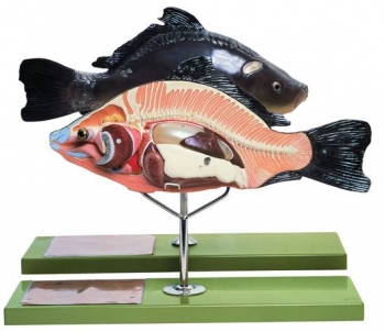Anatomie eines Knochenfisches (ZoS 105)