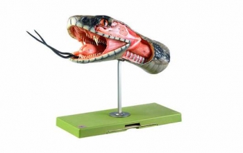 Anatomie des Schlangenkopfes (ZoS 115)