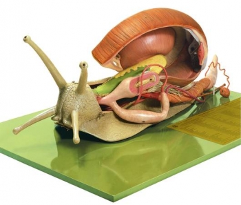Weinbergschnecke (ZoS 117)