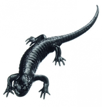 Alpensalamander, Weibchen (ZoS 1000/1)