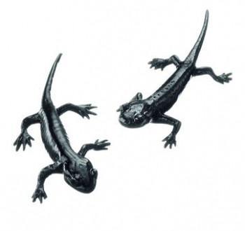 Alpensalamander, 2 Jungtiere (ZoS 1000/2)