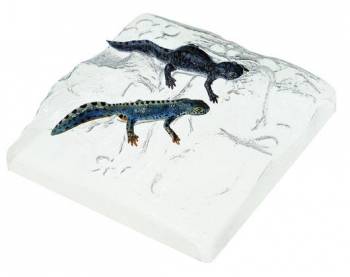 Berg- oder Alpenmolch, Männchen und Weibchen in Wassertracht (ZoS 1004)