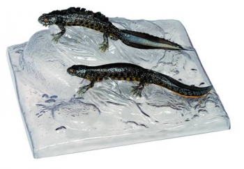 Kammmolch, Männchen und Weibchen in Wassertracht (ZoS 1006)