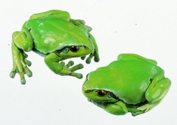Laubfrosch, Weibchen (2 Modelle) (ZoS 1016/1)