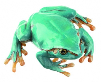 Laubfrosch, seltene hellblaue Varietät, Weibchen (ZoS 1016/4)
