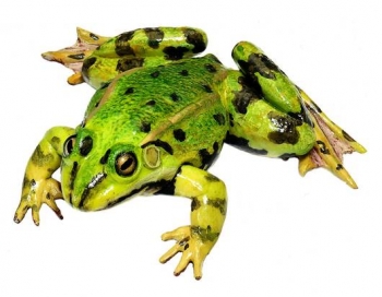 Wasserfrosch, Männchen (ZoS 1023)