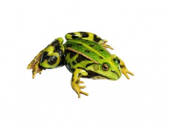 Wasserfrosch, Weibchen (ZoS 1024)