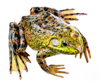Amerikanischer Ochsenfrosch, Männchen (ZoS 1222)
