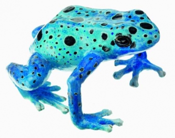 Blauer Pfeilgiftfrosch, Dendrobates Tinctorius 
