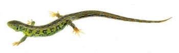 Zauneidechse, Männchen (ZoS 1030)