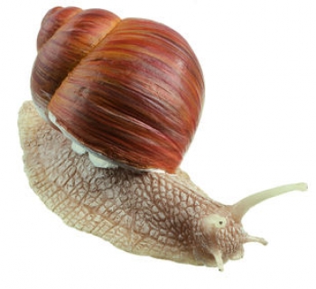 Weinbergschnecke (ZoS 1207)