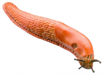 Rote Wegschnecke (ZoS 1208)
