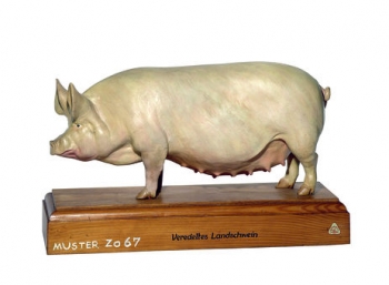 Veredeltes Landschwein (Zo 67)