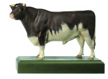 Shorthorn-Stier 
