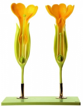 Duftende Schlüsselblume (BoS 15/4)