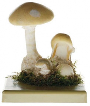 Grüner Knollenblätterpilz (BoS 25)