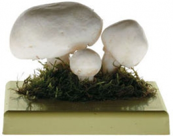 Wiesenchampignon, Feldegerling (BoS 26)