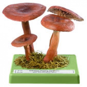 Rotbrauner Milchling (Bo 35)