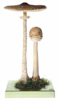 Riesenschirmling, Parasol (BoS 46)